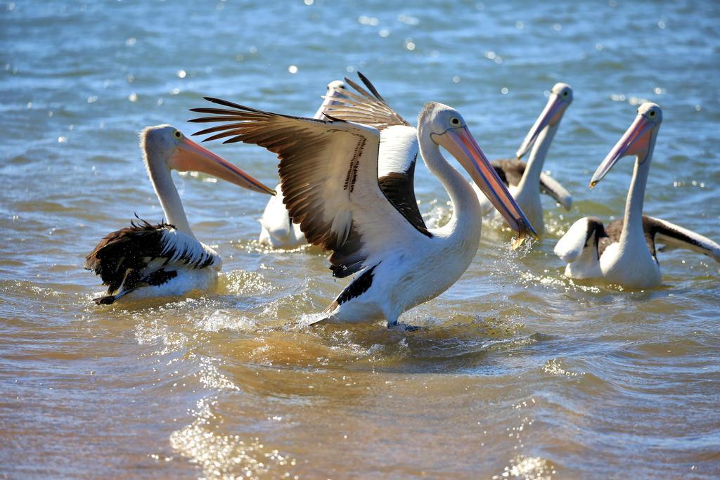 Alva Beach Tourist Park Экстерьер фото